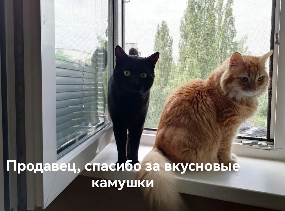 Котики довольны)