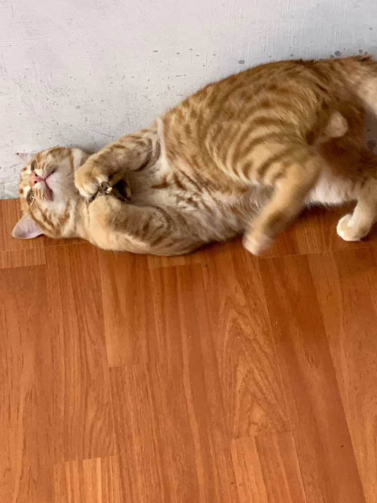 Коту конечно, очень понравилось) но мне не очень. Кора по всему дому(((