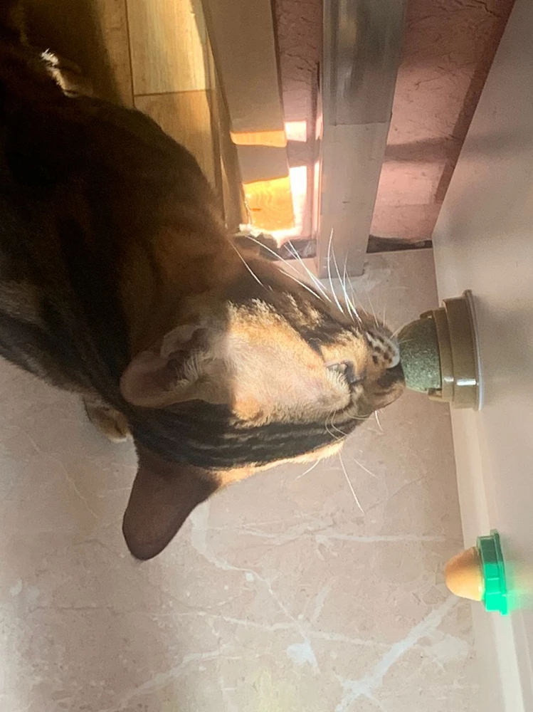 Коту 8 месяцев. Неделю не интересовался. Сейчас заценил. хороший товар. Рекомендую.