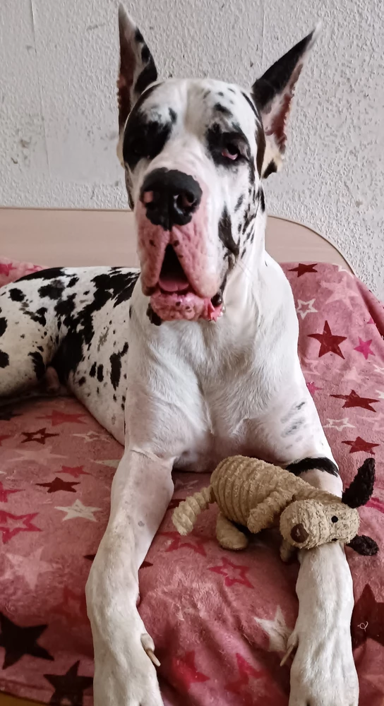 Игрушка огонь. Собака (дог) уже второй час играет как ребёнок. Пока всё целое.
Однозначно рекомендую всем.
Спасибо продавцу за отличный товар