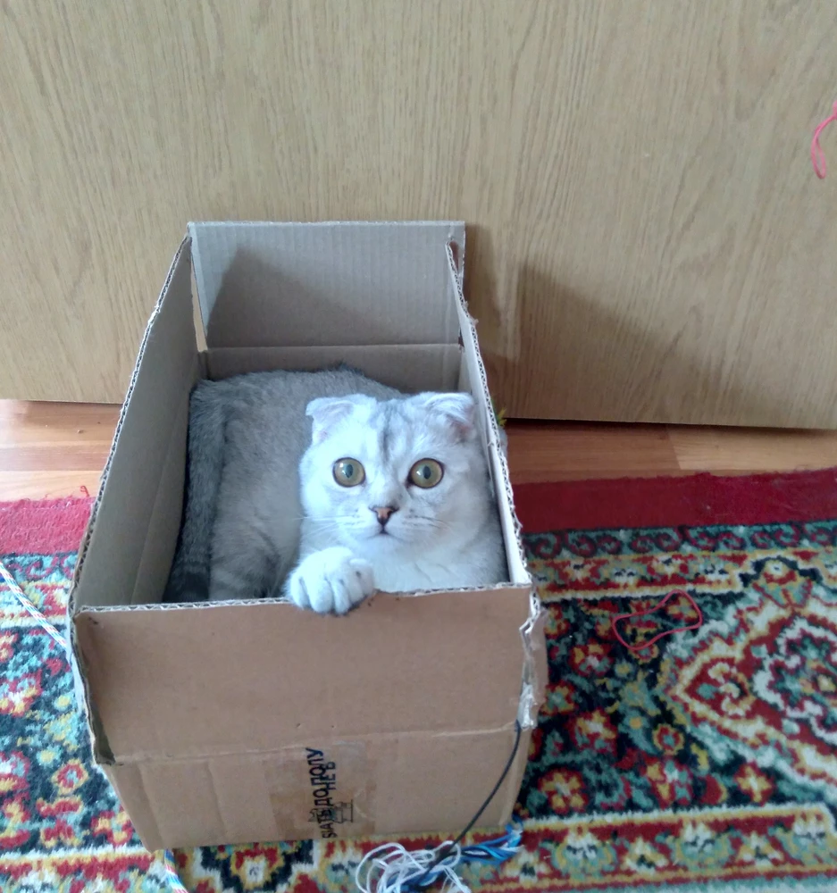 Самое любимое для кошки-это коробка от корма. Как раз наш размерчик. Ну и корм нравится, шерстка как-будто ещё более шелковистая стала.