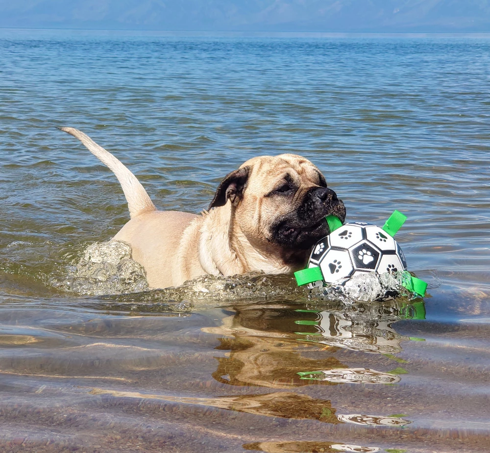 Мяч пёселю очень понравился. Выдаём только для игры и только при активном нашем участии в игре. В одиночку конечно пёс хочет разобраться с этим мячом на своё усмотрение. Уже отгрыз несколько петель, порывался проткнуть мяч зубьями.
В целом мяч хорош, но в нашем случае он ещё жив только потому что игры совместные и под контролем нашим.