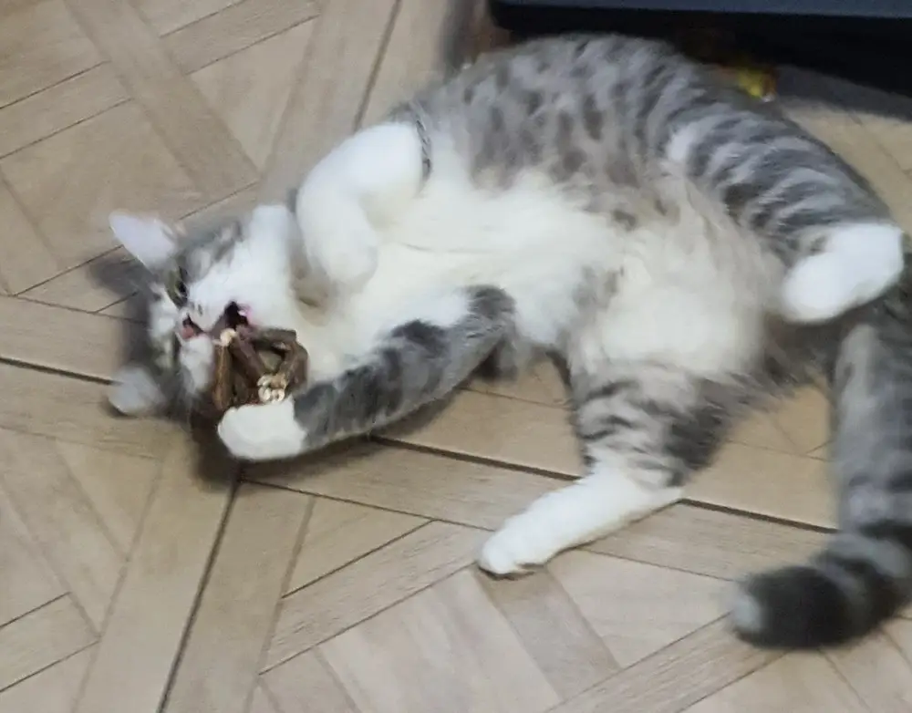 Классная штука, кошке 9мес....целый день её гоняет. Рекомендую....