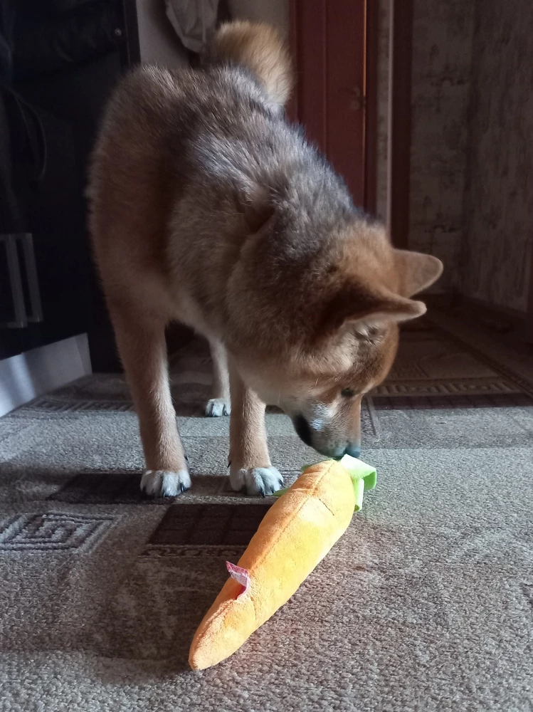 Сиба_ину доволен, спасибо большое за товар🥰