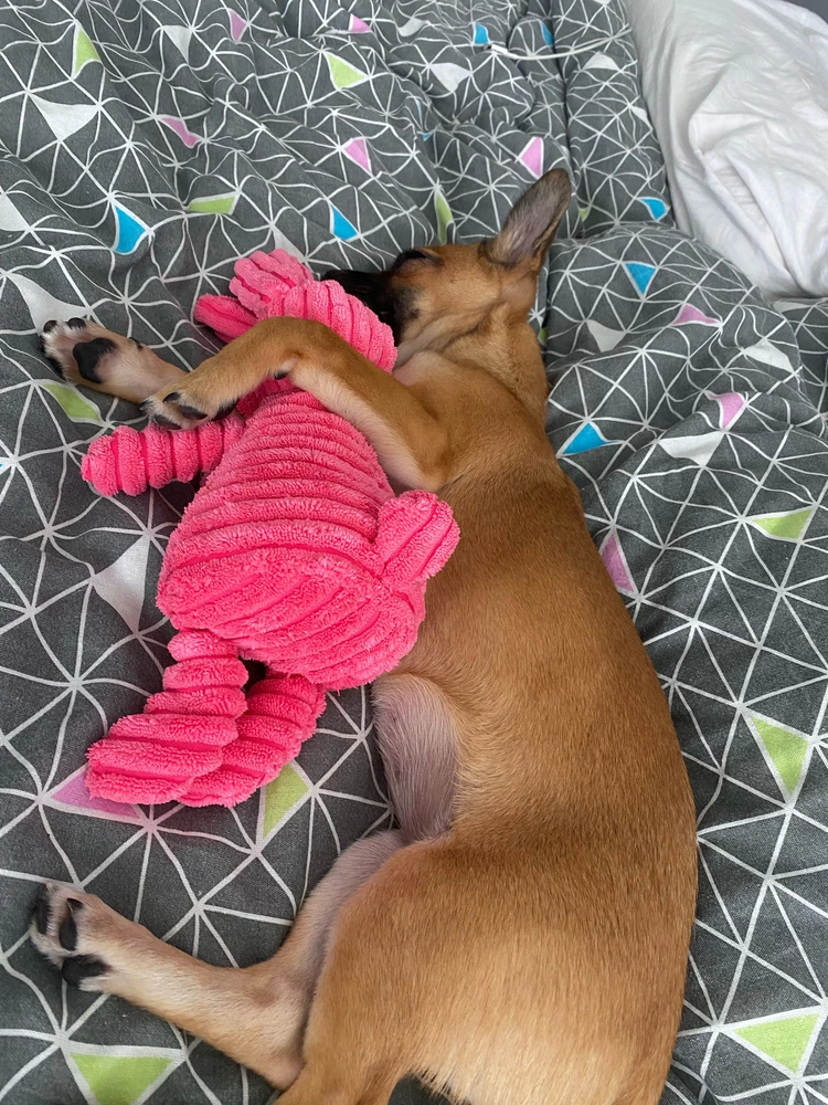 Отличная игрушка, собаке очень понравилась)