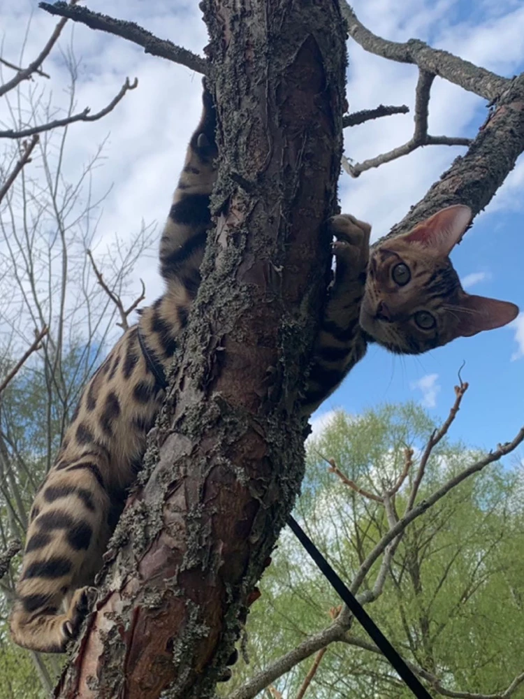 Все отлично, котяра доволен